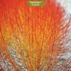Саженцы дерена красного Мидвинтер Фаер (Midwinter Fire) -  комплект 5 шт.