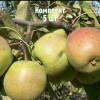 Саженцы груши Васса - комплект 5 шт.