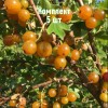 Саженцы смородины золотистой Ляйсан - комплект 5 шт.