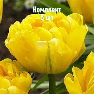 Луковицы тюльпана Дансинг Куин - комплект 5 шт.