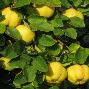 Саженец айвы Московская Сусова