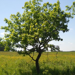 Саженец дуба Европейского от 150 см