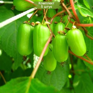 Саженцы актинидии женский Лакомка -  комплект 5 шт.
