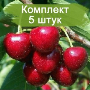 Саженцы черешни Аделина -  комплект 5 шт.