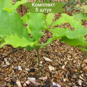 Саженцы дуба Крупнопыльникового до 20 см -  комплект 5 шт.