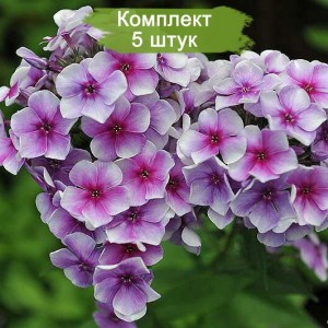 Саженцы флокса Алексей Ленский -  комплект 5 шт.