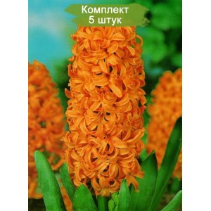 Луковицы Гиацинта Джипси Квин (Gipsy Queen) -  комплект 5 шт.