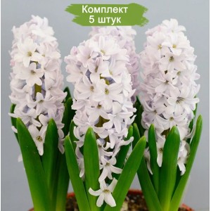 Луковицы гиацинта Сильверстоун (Silverstone) -  комплект 5 шт.