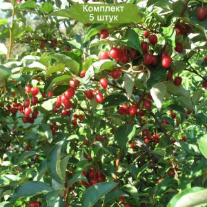 Саженцы гуми Монерон -  комплект 5 шт.