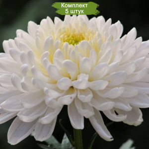 Саженцы крупноцветковой белой хризантемы Газель (Gazelle) -  комплект 5 шт.