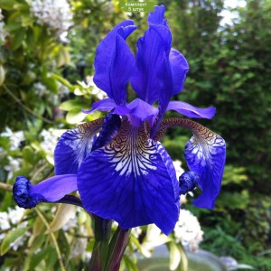 Саженцы ириса сибирского Блю Кинг (Blue King) -  комплект 5 шт.