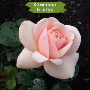 Саженцы чайно-гибридной розы Афродита (Aphrodite) -  комплект 5 шт.