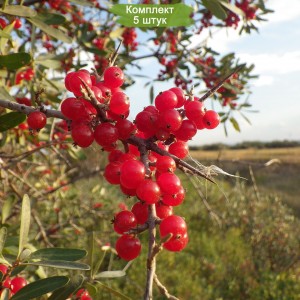 Саженцы шефердии Канадской -  комплект 5 шт.