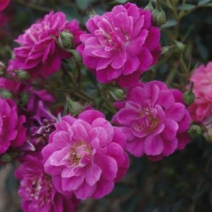 Саженец почвопокровной розы Сиреневый дождь (Hedetraum)