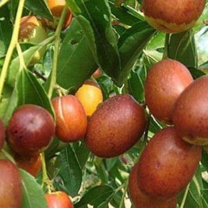 Саженец зизифуса ( Унаби) Советский